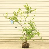 ڡ̼ڡ֥롼٥꡼*ʥӥåȥϡ˥ץߥ11050  ء¤