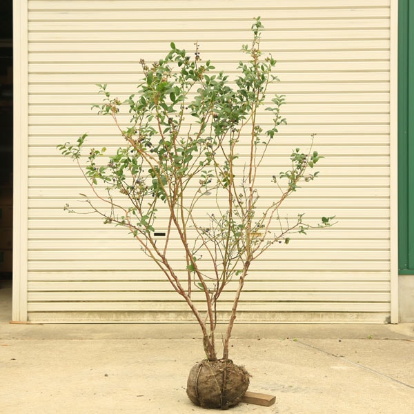 ブルーベリー 果樹 特大株 【公式通販】