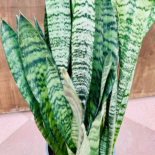 サンスベリア ゼラニカ ファイバー鉢 お皿付き サンスベリア 3号陶器鉢