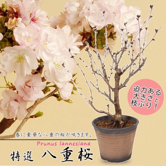 桜盆栽：特選八重桜(南殿）*(萬古焼反深鉢)＜2023年春開花終了 ＞豪華