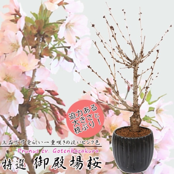 桜盆栽：特選御殿場桜(モダン陶器黒深鉢)* (2025年開春花予定)Sakura