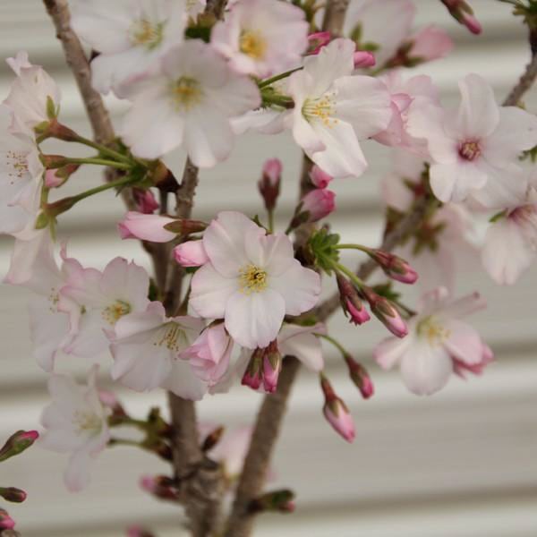 桜盆栽：特選御殿場桜(モダン陶器黒深鉢)* (2025年開春花予定)Sakura