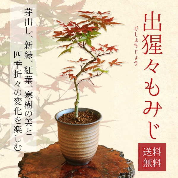 ビャクシン】紅葉[青崖]／モミジ[セイガイ] 樹高29㎝ 小品盆栽