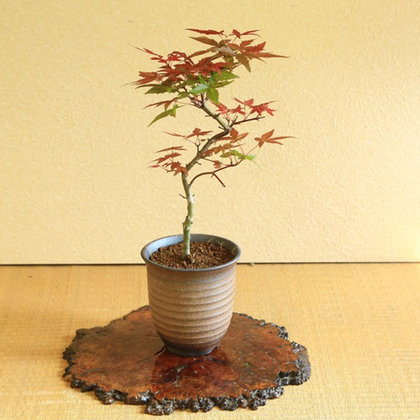 盆栽:出猩々もみじ曲*(萬古焼イブシ深鉢)momiji モミジ 紅葉 bonsai 盆栽:出猩々もみじ曲*(萬古焼イブシ深鉢)momiji モミジ 紅葉 bonsai