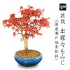 ߺϡϡߤ*(;Ŵȭ) momijiߥաbonsai