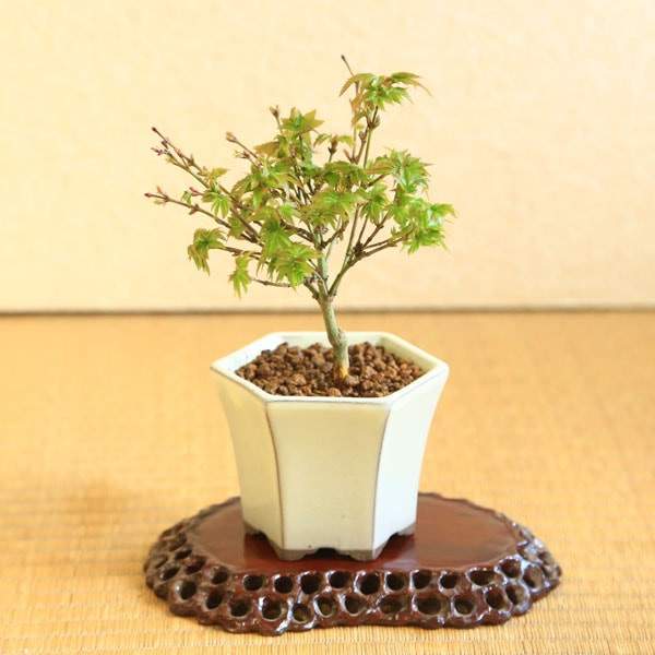 �ߥ��ߺϡ���ɱ��ߤ�����ȿϻ��ƫ��ȭ��*��2025ǯ���ա���ա�����ҥ��ߥ���momiji��bonsai