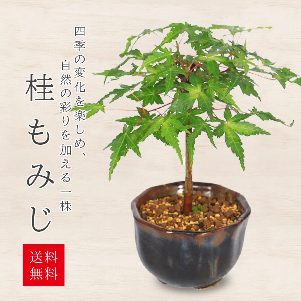 ミニ盆栽：桂もみじ（瀬戸焼 紺 花形丸鉢）* 紅葉 モミジ momiji