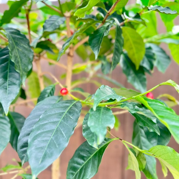 おしゃれ 観葉植物：コーヒーの木 モカ*7号 プラポット | 観葉植物