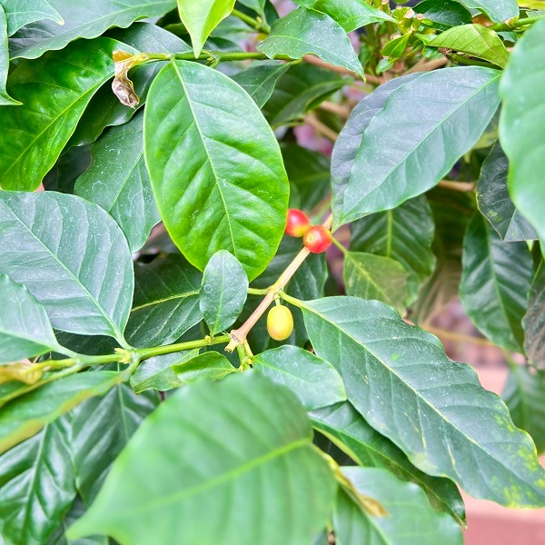 おしゃれ 観葉植物：コーヒーの木 モカ*7号 プラポット | 観葉植物
