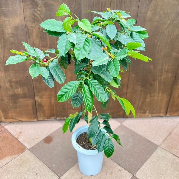 おしゃれ 観葉植物：コーヒーの木 モカ*7号 プラポット | 観葉植物