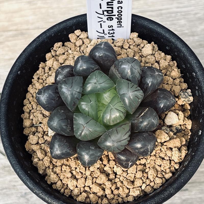 多肉植物：ハオルチア オブツーサ ディープパープル*幅4.5cm
