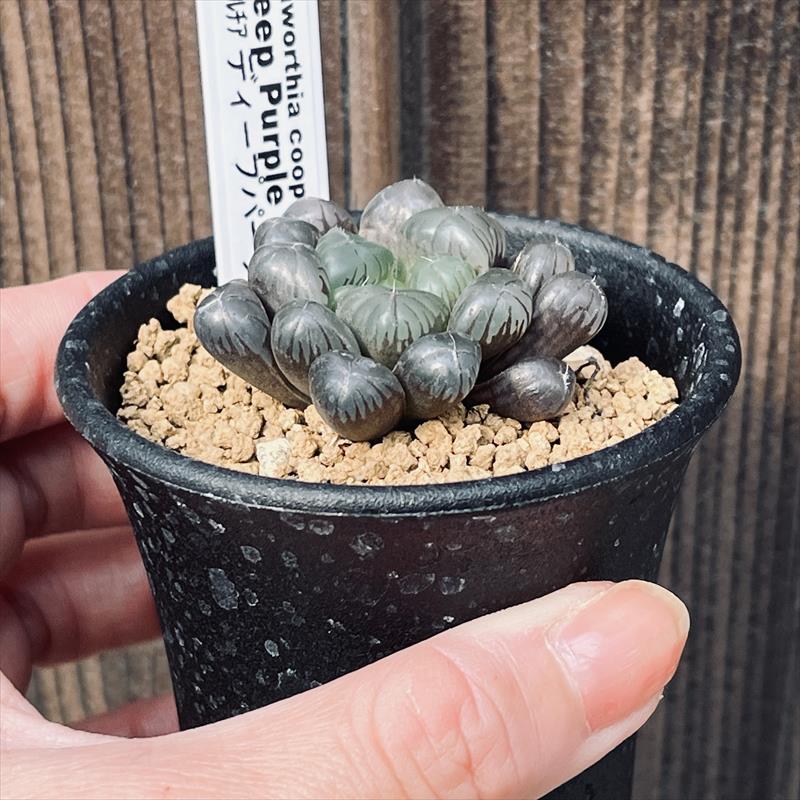 多肉植物：ハオルチア オブツーサ ディープパープル*幅4.5cm