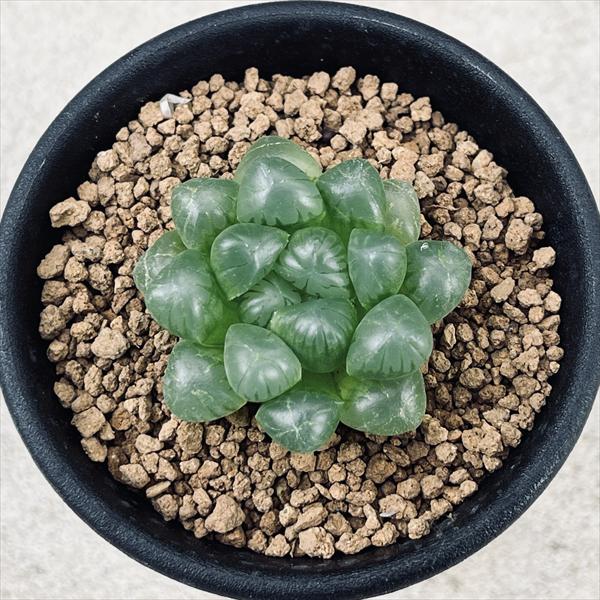 多肉植物：ハオルチア 特選トルンカータ*幅3.5cm | サボテン＆多肉