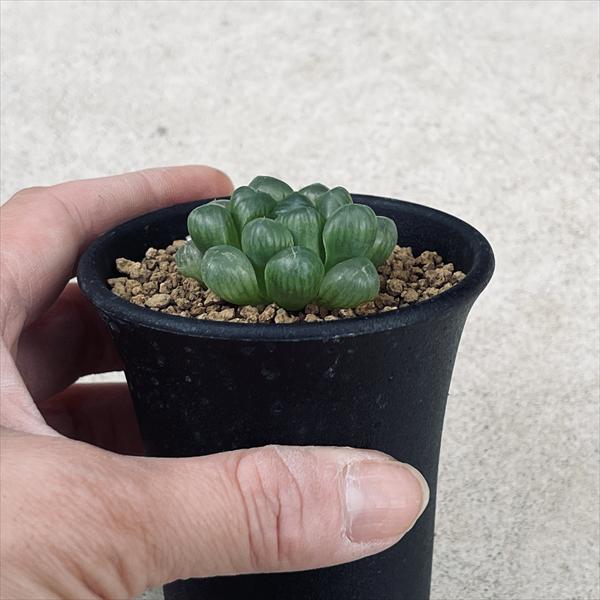 多肉植物：ハオルチア 特選トルンカータ*幅3.5cm | サボテン＆多肉