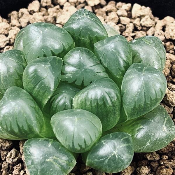 多肉植物：ハオルチア 特選トルンカータ*幅3.5cm | サボテン＆多肉