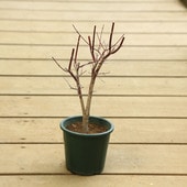 �ġ����ϡ���ߤ� *���Хݥåȡ� �ǥ��祦���祦����ߥ�