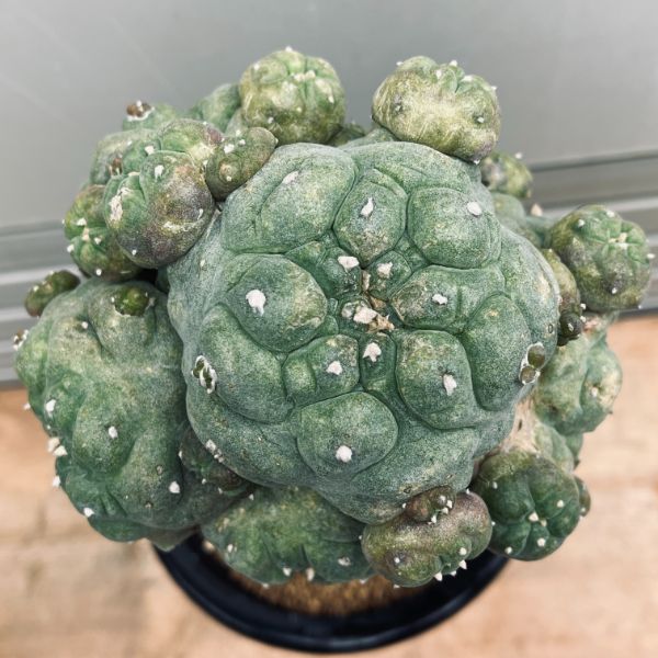 サボテン：ロフォフォラ 谷田貝氏 疣銀冠玉 ツギ*幅12cm 現品！一品