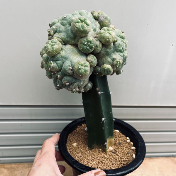 サボテン ロホホラ 疣銀冠玉 カキコ 谷田貝系 ロフォフォラ 銀冠玉 疣銀冠カキコ – Sigma Plants