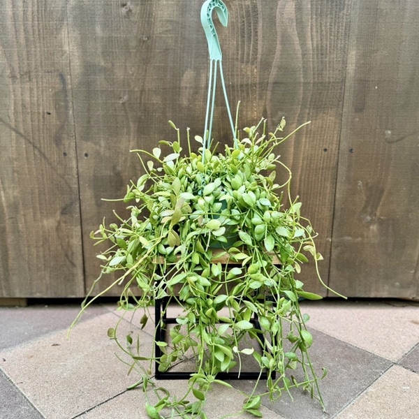 額装済み　ティンガティンガ　ズベリ 写真5/10｜オニツカタイガー「ティグラン」虎柄＆肉球ソールの