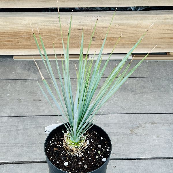 ユッカロストラータ 36苗 鉢のまま発送 ユッカ ロストラータ 36