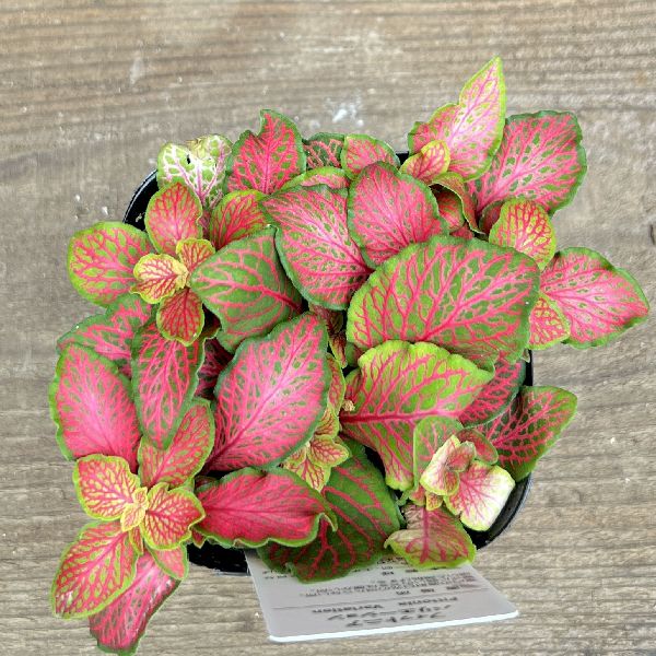 レア♡ピンクレピドライトスフィアNo.2445 楽天市場】[ ポイントUP & 最大2000円OFFクーポン ] adidas HANDBALL