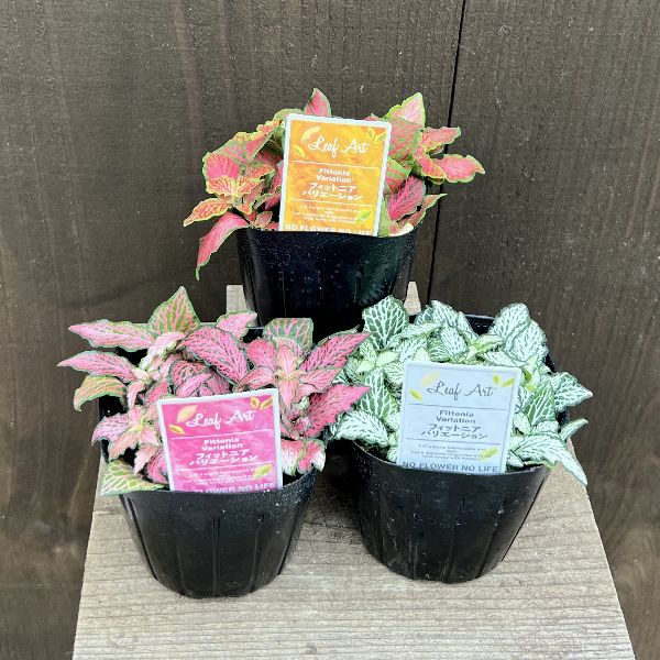 青とピンクの花の植物セットFlower Collection 5色セット – Libroaria