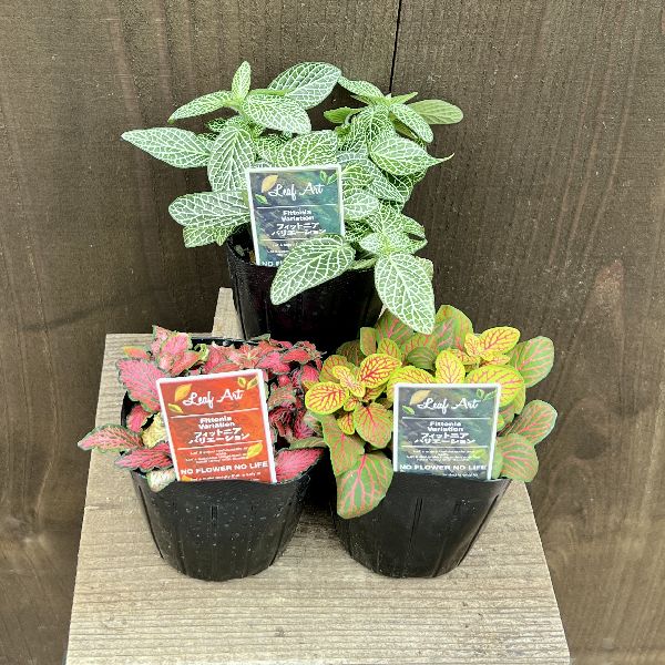 おしゃれ 観葉植物 苗：フィットニア 3種セット*B 赤 緑×2 | 観葉植物