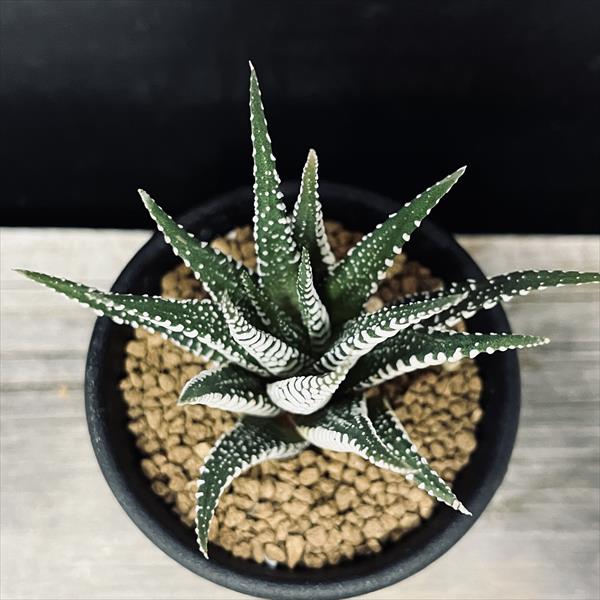 多肉植物：ハオルチア 十二の巻*L 幅8cm | サボテン＆多肉植物,多肉