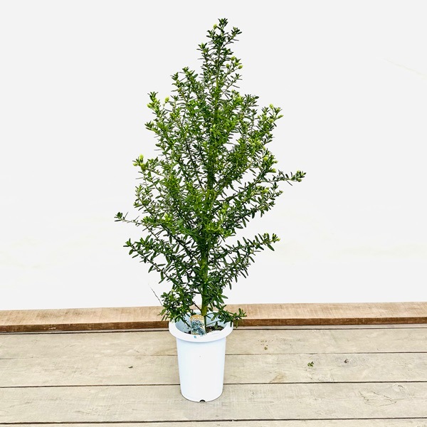 カリフォルニアライラック 鉢植え おしゃれ 観葉植物 鉢花 セアノサス
