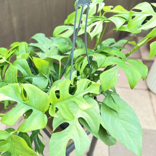 おしゃれ 観葉植物：ヒメモンステラ*5号 吊り鉢 姫モンステラ | 観葉
