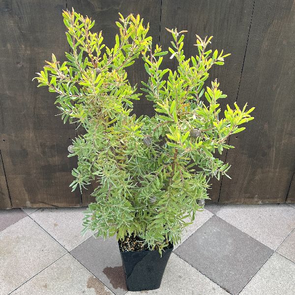 鉢花 観葉植物：リューカデンドロン コニカム*6号 リュウカ