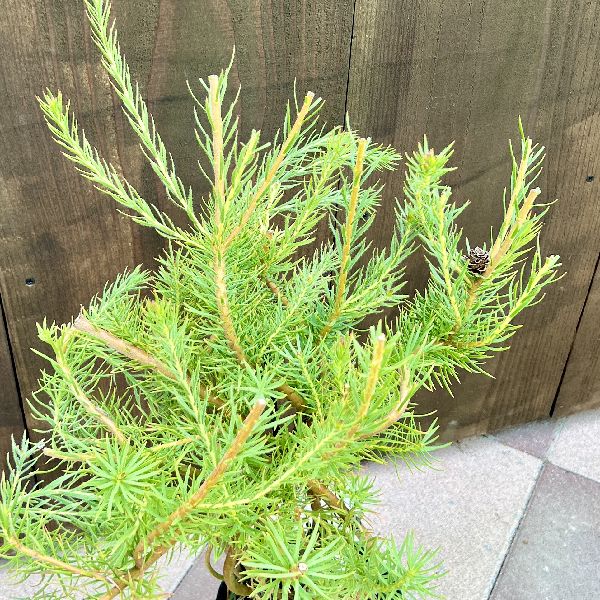 鉢花 観葉植物：リューカデンドロン ラグジュウム*リュウカデンドロン
