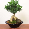 ������ޤ��ߺϡ� ����������ޥ롡¿���μ�*�ݡ����դ����ļ��ѷ�ȭ��bonsai