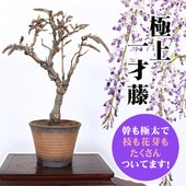 ˾塪!  !ƣߺϡƣ߸žȿȭ* դեƣ ȭ ȭbonsai