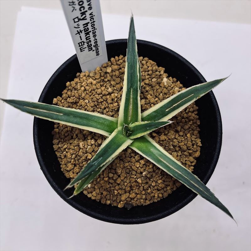 多肉植物：アガベ ロッキー白山*M 幅10cm | サボテン＆多肉植物,多肉