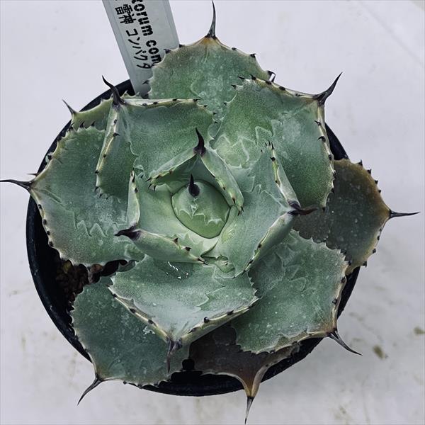 多肉植物：アガベ ポタトルム コンパクタ*幅10cm | サボテン＆多肉