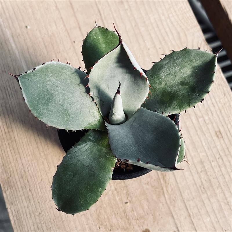 多肉植物：アガベ フレキスピナ（パリー・トルンカータ）*幅9cm 現品