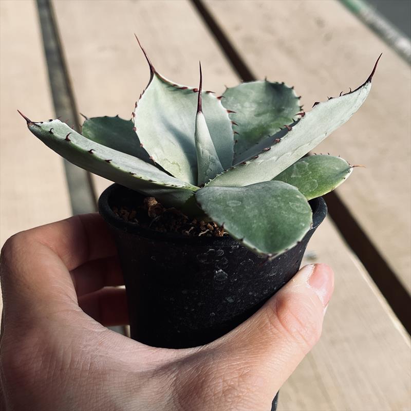 現品】アガベ・フレキスピナ （アガベ・フレクシスピナ）12号 K18番