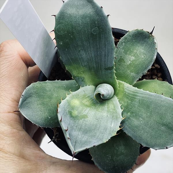 く*ん様 多肉植物・アガベ ・精品・パリートルンカータ'オリザバ' 抜き苗・超特 アガベ・トルンカータ（オリザバ）の特徴や育て方、増やし方等の紹介