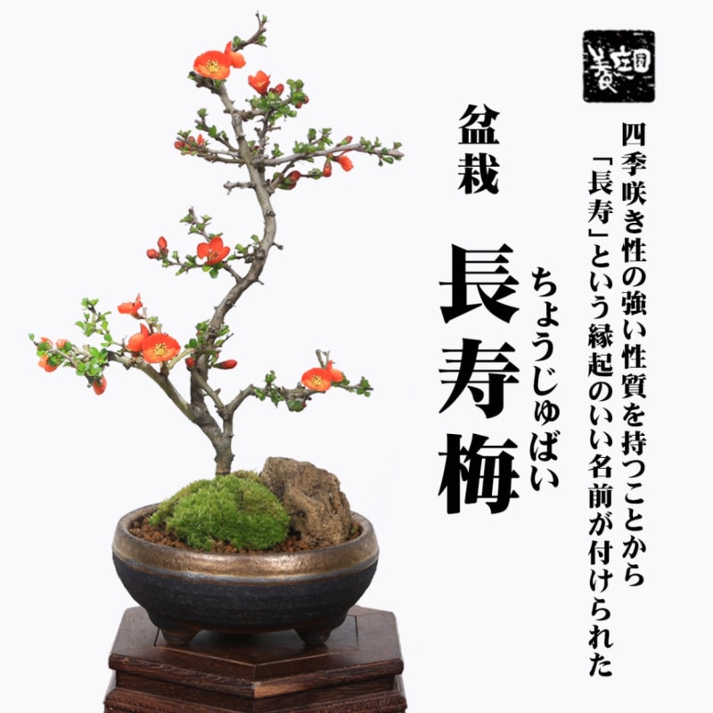 ߺϡĹ(*(ھƹ֥ȭ)ݤդ ڱܤֲ֥ܥﵯץ쥼Ȥˤbonsai