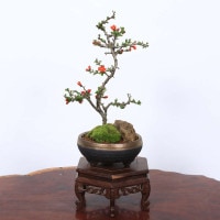 盆栽：長寿梅(大）*(信楽焼黒イブシ金彩鉢)苔と石付き 木瓜ぼけ赤花