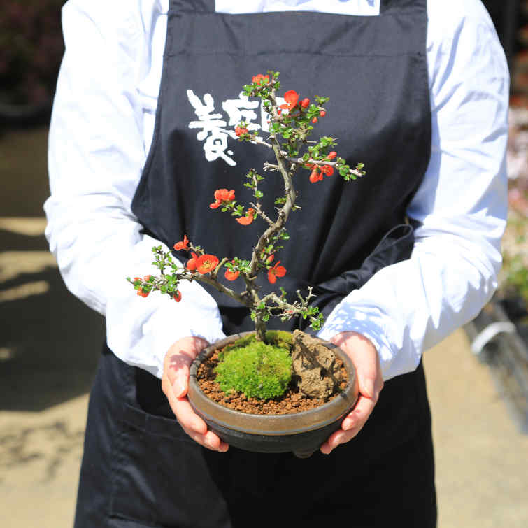 盆栽：長寿梅(大）*(信楽焼黒イブシ金彩鉢)苔と石付き 木瓜ぼけ赤花