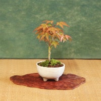 ミニ盆栽：いろはもみじ*(現代小鉢作家 祥石(二代目)ゆうき 白鉢)苔