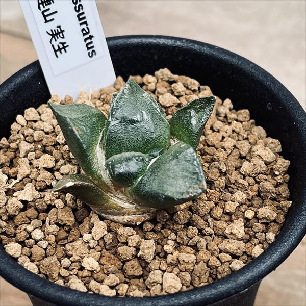 サボテン：アリオカルプス 連山*幅3.5cm ☆赤松実生 | サボテン