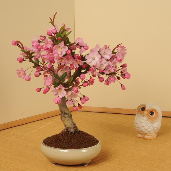ハナカイドウ(垂絲海棠)　[模様木]　中品盆栽 盆栽：垂糸(すいし)かいどう桜*＜2026年春開花予定＞自宅でお花見