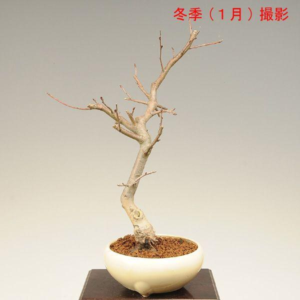 盆栽：垂糸(すいし)かいどう桜*＜2026年春開花予定＞自宅でお花見