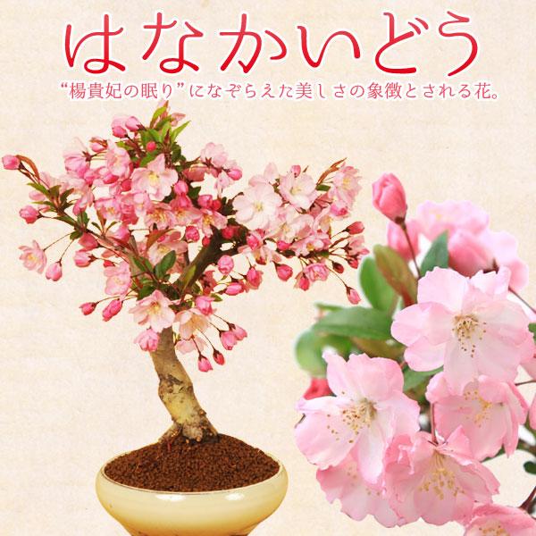 桜　海棠　面取徳利　一輪挿し 桜 海棠 面取徳利 一輪挿し 螺旋面取り 徳利 一輪挿し | iichi 日々の