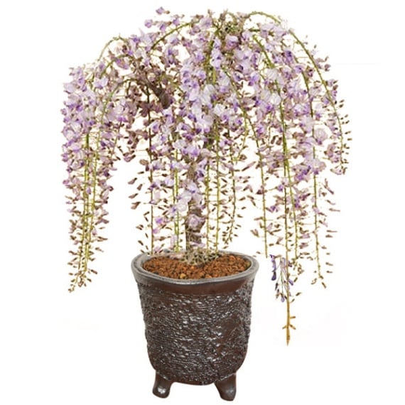 盆栽：特選極太一才藤（信楽焼黒窯変丸深鉢）*【2026年春開花】bonsai