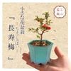 ߥߺϡĹ*(ߤɤȿϻƫȭ) ߺڱܤֲ֥ܥﵯȭ֥ץ쥼Ȥˤbonsai