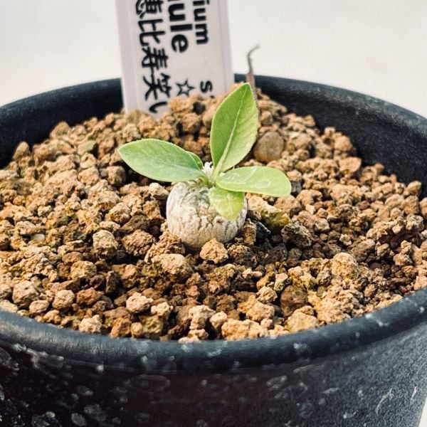 �����ǥå������ѥ��ݥǥ����ࡡ������Ф����ߥ�*������0.5��������־�����